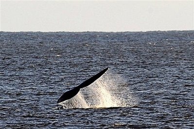 鲸鱼搁浅：失语的隐喻