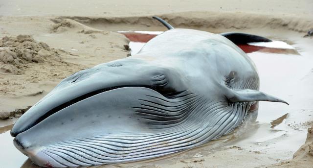 自然资源部第一海洋研究所考研辅导班：综合评测与选择指南