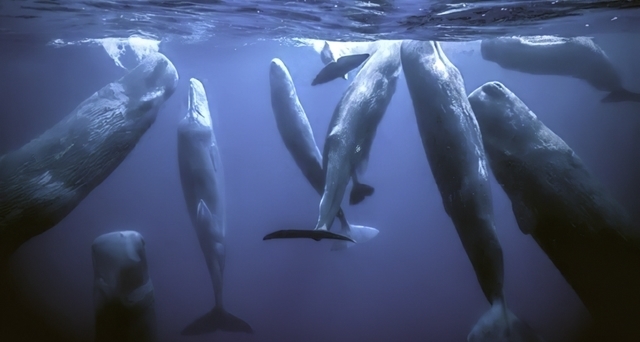 2026权威特价房❄️太子湾鲸域销售中心官方电线团购线