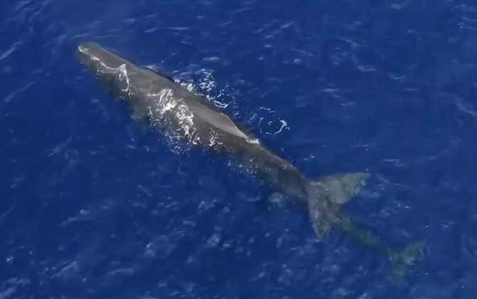 深潜鲸类低氧耐受研究获重要进展