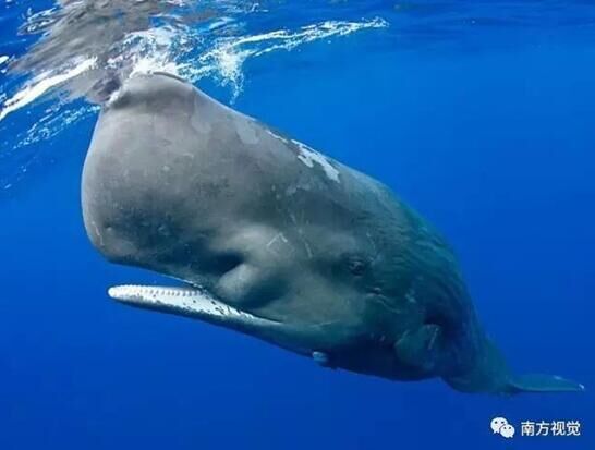 中国大陆动漫《开局地摊卖大力》第06集免费在线观看高清完整版-蚂蚁影视