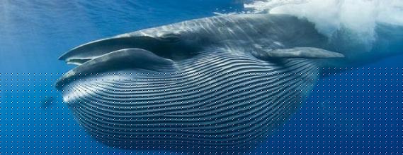 2026年第一笔大交易公开1换2！特雷杨被老鹰白菜价甩卖奇才