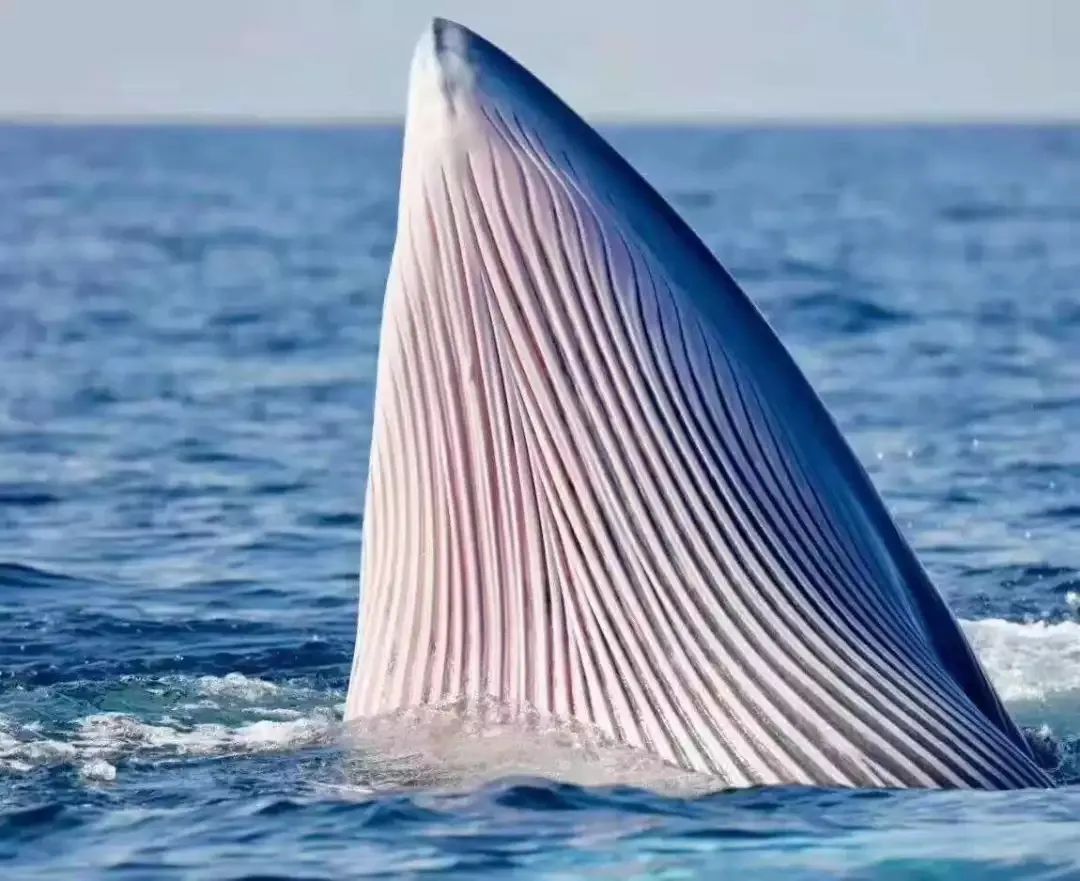 特朗普垂涎的不只是格陵兰的矿藏还有你旅途的下一站