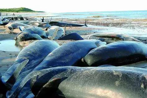 美国动漫《恶搞之家第七季》第14集免费在线观看高清完整版-花生影院