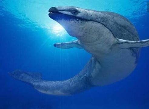 海洋噪音污染规范国际公约起草限制航运与工业声呐保护鲸类沟通与生存环境。