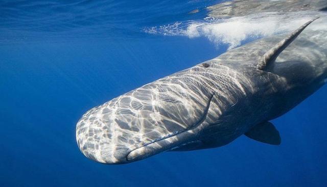 《与瓷共舞》讲座进校园 非遗传承人以深派瓷艺讲好美学故事