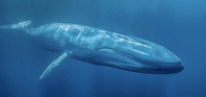 蓝鲸一次性排便2吨!被称为大自然的馈赠其粪便到底有何作用?(图3)