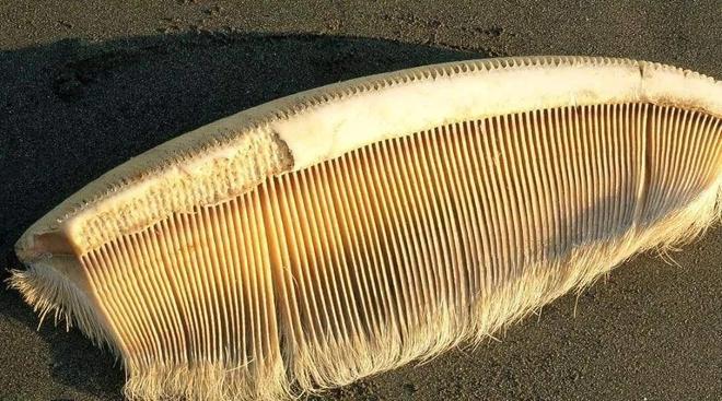 蓝鲸一次性排便2吨!被称为大自然的馈赠其粪便到底有何作用?(图4)