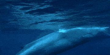 蓝鲸一次性排便2吨!被称为大自然的馈赠其粪便到底有何作用?(图2)