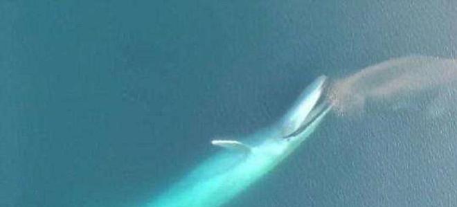 蓝鲸一次性排便2吨!被称为大自然的馈赠其粪便到底有何作用?(图5)