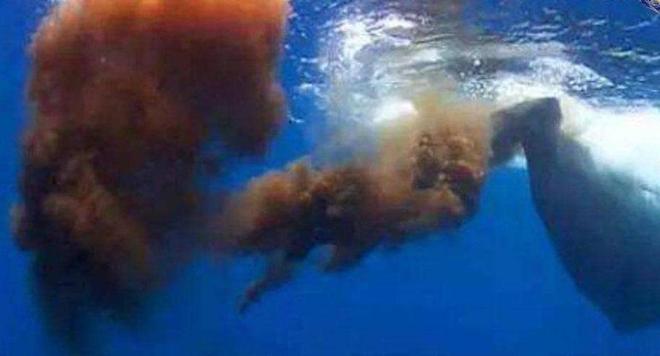 蓝鲸一次性排便2吨!被称为大自然的馈赠其粪便到底有何作用?(图7)