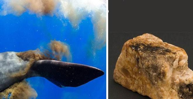 蓝鲸一次性排便2吨!被称为大自然的馈赠其粪便到底有何作用?(图8)