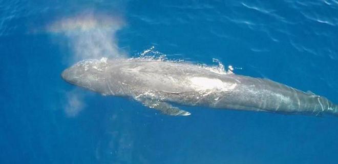 蓝鲸一次性排便2吨!被称为大自然的馈赠其粪便到底有何作用?(图6)