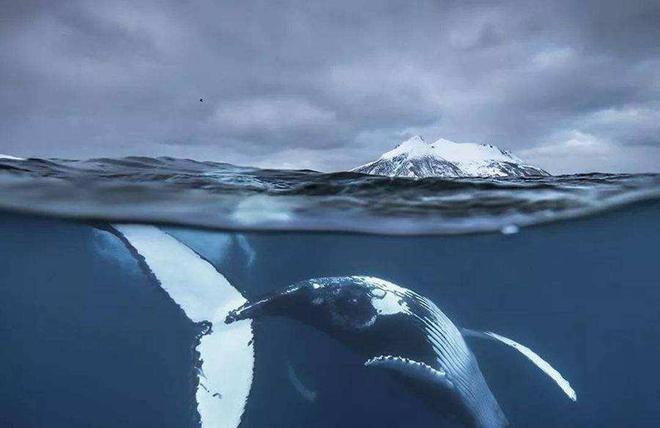 蓝鲸一次性排便2吨!被称为大自然的馈赠其粪便到底有何作用?(图12)