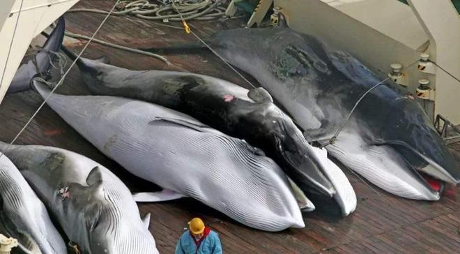 蓝鲸一次性排便2吨!被称为大自然的馈赠其粪便到底有何作用?(图14)