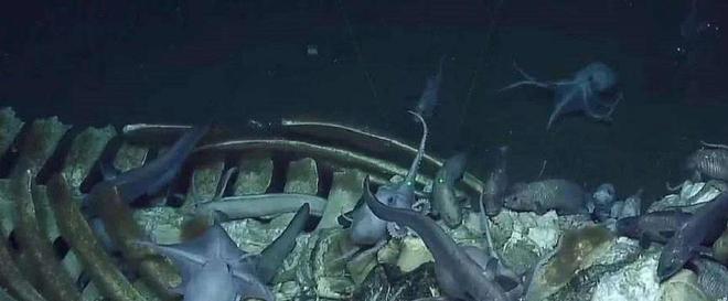 蓝鲸一次性排便2吨!被称为大自然的馈赠其粪便到底有何作用?(图13)