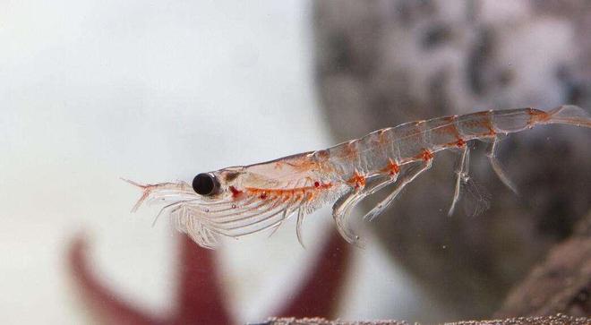 蓝鲸一次性排便2吨!被称为大自然的馈赠其粪便到底有何作用?(图10)