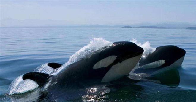 蓝鲸一次性排便2吨!被称为大自然的馈赠其粪便到底有何作用?(图11)