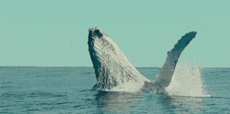 蓝鲸一次性排便2吨!被称为大自然的馈赠其粪便到底有何作用?(图16)