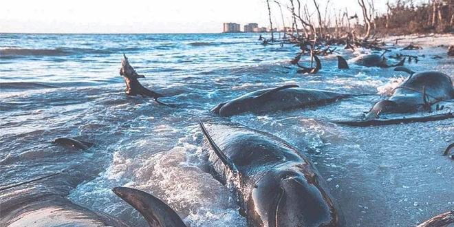 蓝鲸一次性排便2吨!被称为大自然的馈赠其粪便到底有何作用?(图15)