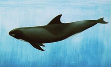 鲸(哺乳纲动物)_360百科(图6)