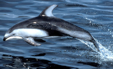 鲸(哺乳纲动物)_360百科(图7)