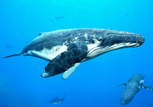 鲸(哺乳纲动物)_360百科(图9)