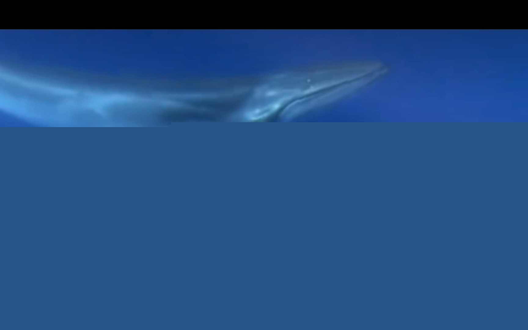 别再被误导！风电杀动物、电动车补能慢专家硬核辟谣生能源谣言