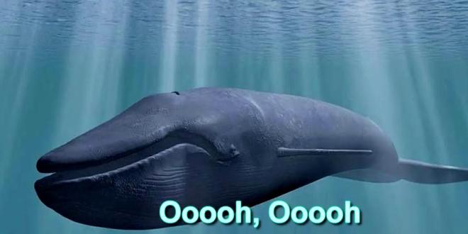 蓝鲸的声音变得日益低沉科学家研究50年至今未弄明白真相!(图5)