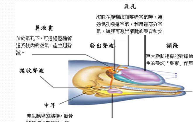 蓝鲸的声音变得日益低沉科学家研究50年至今未弄明白真相!(图4)