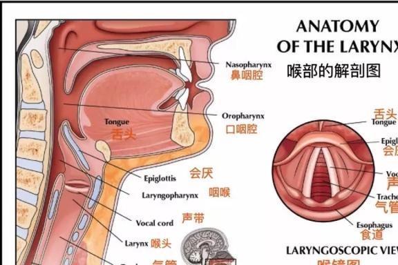 蓝鲸的声音变得日益低沉科学家研究50年至今未弄明白真相!(图2)