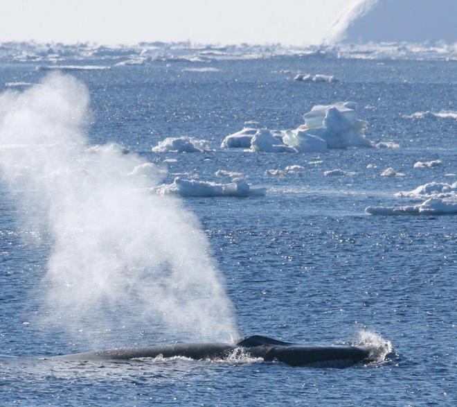 蓝鲸的声音变得日益低沉科学家研究50年至今未弄明白真相!(图12)