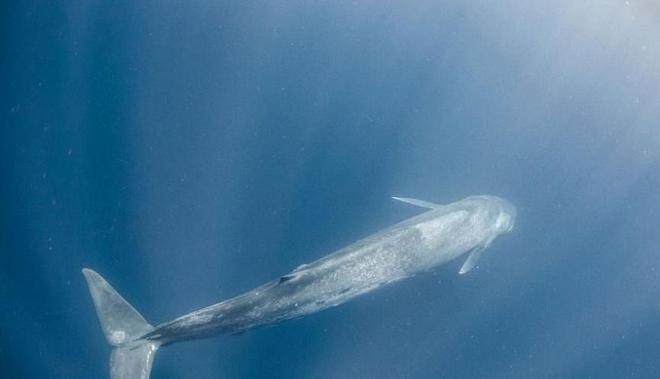 蓝鲸的声音变得日益低沉科学家研究50年至今未弄明白真相!(图11)