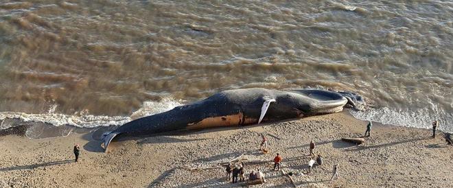 蓝鲸的声音变得日益低沉科学家研究50年至今未弄明白真相!(图14)