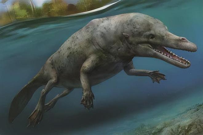 关于鲸鱼的10个有趣冷知识你知道几个?(图3)