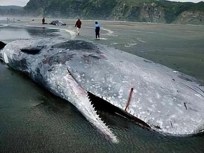 关于鲸鱼的10个有趣冷知识你知道几个?(图5)