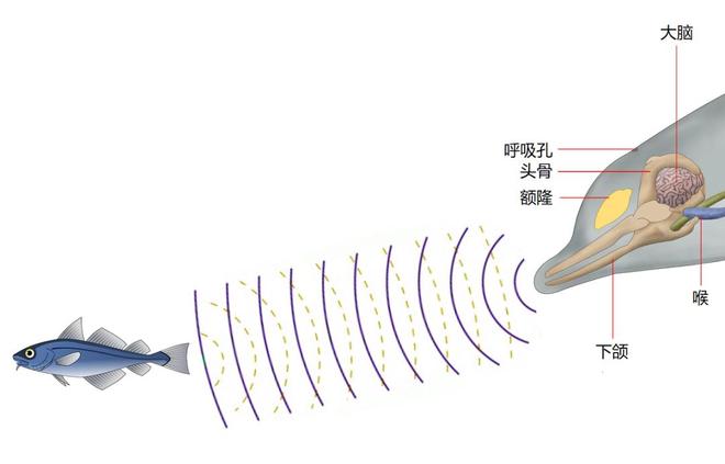 关于鲸鱼的10个有趣冷知识你知道几个?(图10)