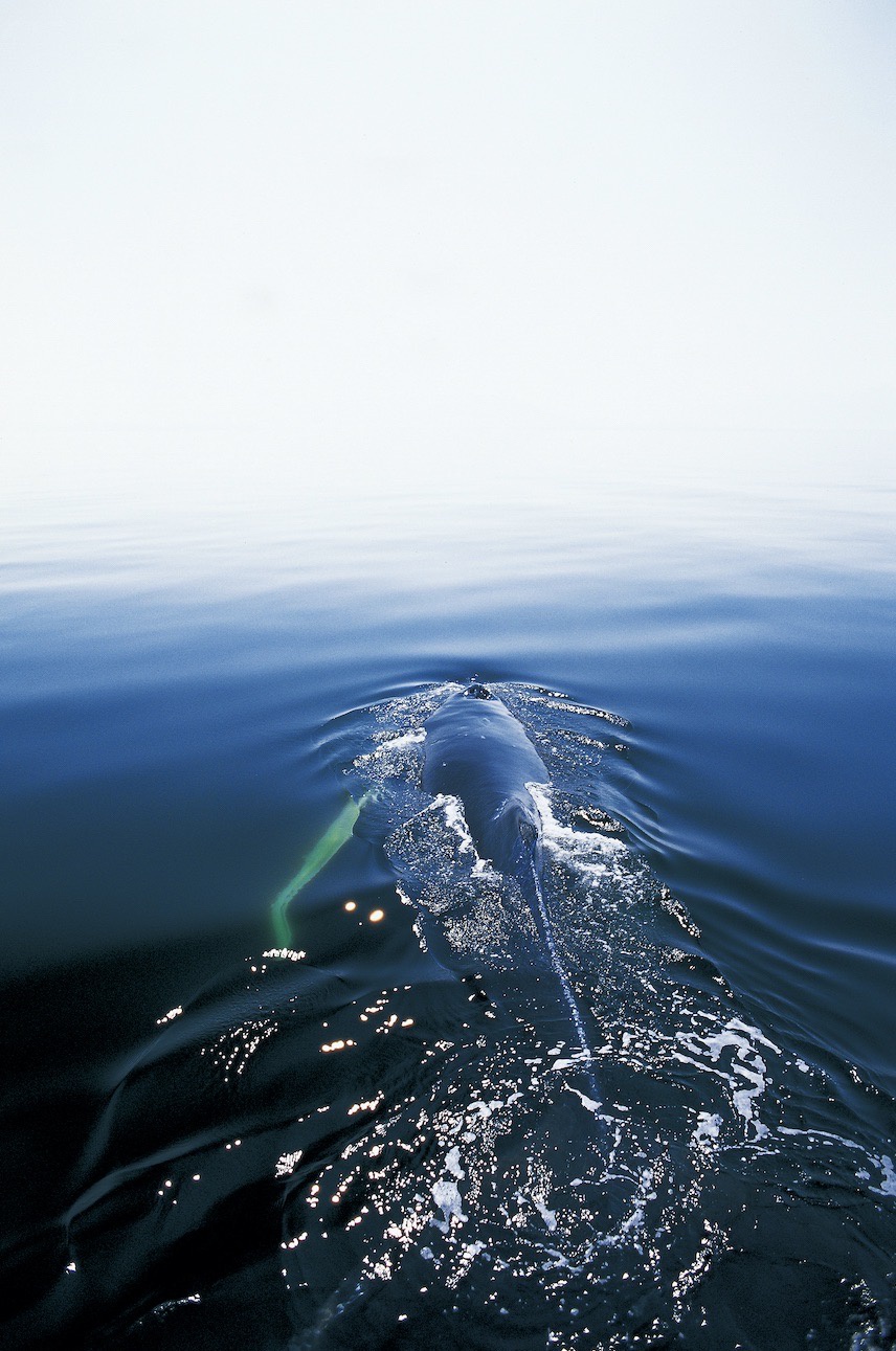 2026年1月在线英语外教机构推荐排行榜单：五家机构深度对比