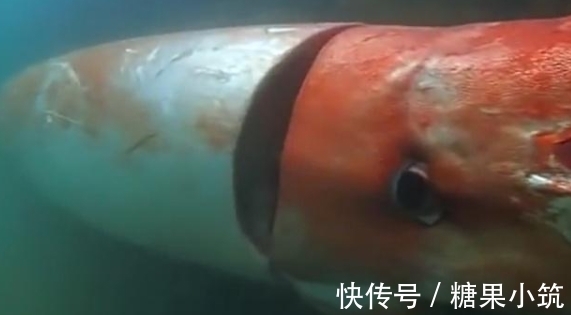 2026年1月在线英语外教机构推荐：五家机构深度对比与客观评测