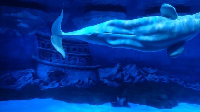 浑身雪白体重一半是脂肪可以靠声波交流和定位的鲸鱼