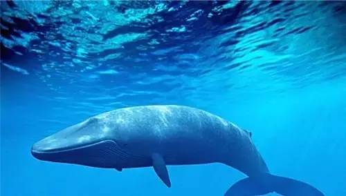 智鲸全球精英团队：链接全球资本新格局赋能跨市场金融协同