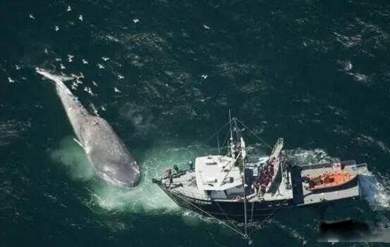 “鲸鱼的致敬”全球首展亮相浦东美术馆