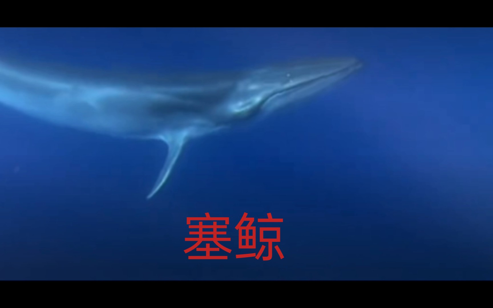 顶流大馆上新！“巨型鲸鱼”空降黄浦江畔→