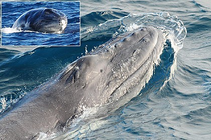 曝网红鲸鱼“刀疤哥”被一渔船高速撞击 官方回应：将依法处理