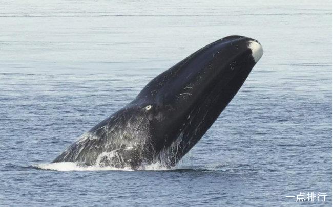 鲸驰新能源出口全球蓝海