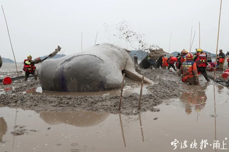 全球首次解剖铲齿中喙鲸：科学家揭开海洋罕见物种的神秘面纱