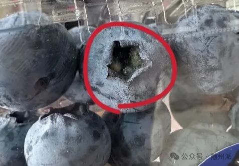 “浆果之王”蓝莓有霉菌?吃前记得给它掏“耳朵”(图1)