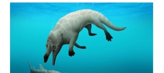 触摸海洋的脉搏感知生命的韧性