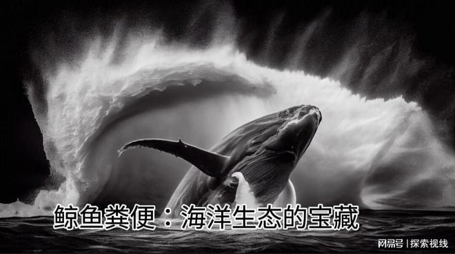 鲸鱼粪便:大海的“绿色”守护者为何人类要人造“鲸粪”?(图1)