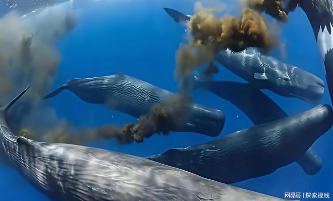 鲸鱼粪便:大海的“绿色”守护者为何人类要人造“鲸粪”?(图2)